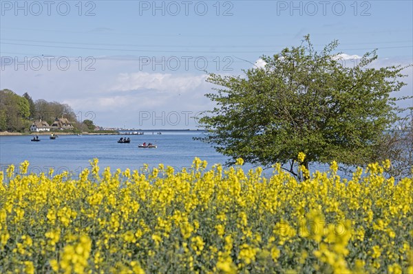 Thatched roof houses, herring fishing, boats, rape field, Rabelsund, Rabel, Schlei, Schleswig-Holstein, Germany, Europe