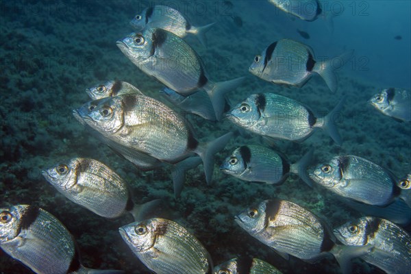 Group of Common two-banded seabream (Diplodus vulgaris) in the open sea wild, food fish, Mediterranean Sea