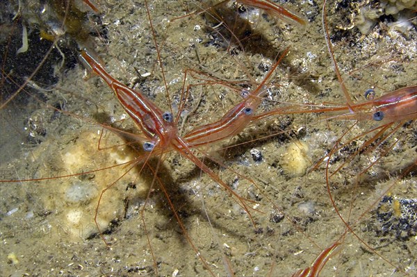 Small group of unicorn shrimp (Plesionika narval) with stripes and blue eyes hiding in the entrance of a cave dwelling, Mediterranean Sea