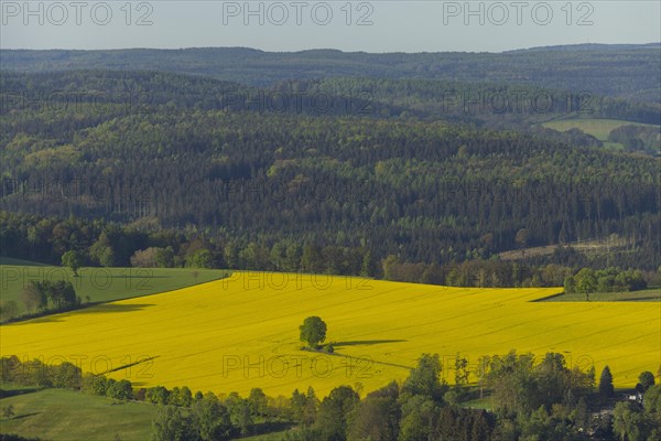 The Lilienstein is the most striking and best-known rock in the Elbe Sandstone Mountains. Rape field at the Pfaffenstein, Ebenheit, Saxony, Germany, Europe
