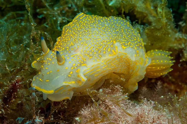 Variable Doridacea (Felimare picta) crawls between seaweed, Mediterranean Sea