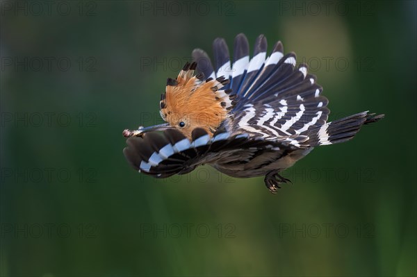 Hoopoe (Upupa epops) flying, approaching, Bird of the Year 2022, with caterpillar as food, raised canopy, sunrise, flower meadow, Middle Elbe Biosphere Reserve, Saxony-Anhalt, Germany, Europe