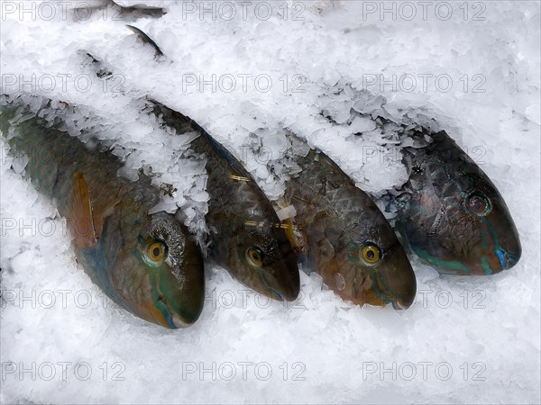 Display of fish caught whole fish blueband parrotfish (Scarus ghobban) on ice in refrigerated counter fish counter of fishmonger fish sales, food trade, wholesale, fish trade, speciality shop, Germany, Europe