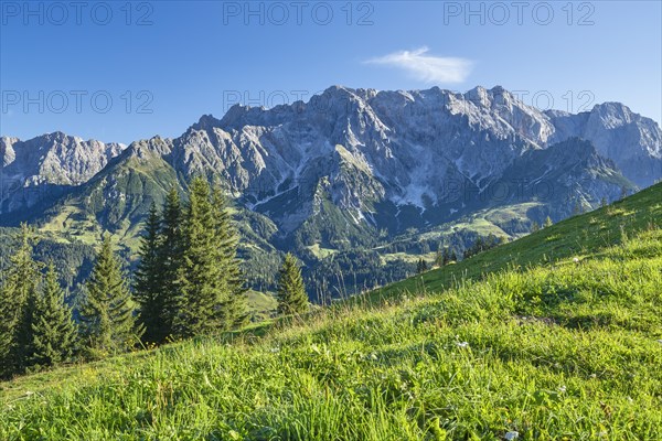 View of the Hochkoenig mountain range, alpine meadow with trees, blue sky, mountains, Pongau, Salzburg, Austria, Europe