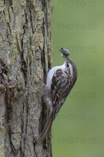 Short-toed treecreeper (Certhia brachydactyla), Wittlich, Rhineland-Palatinate, Germany, Europe