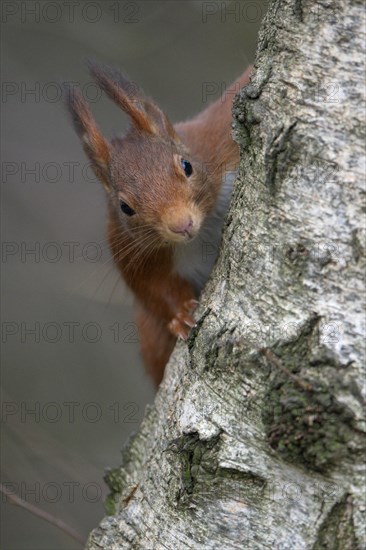 Eurasian red squirrel (Sciurus vulgaris), portrait, Dingdener Heide nature reserve, North Rhine-Westphalia, Germany, Europe