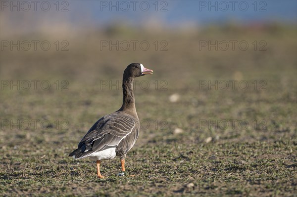 Greater white-fronted goose (Anser albifrons), adult bird, Bislicher Insel, Xanten, Lower Rhine, North Rhine-Westphalia, Germany, Europe