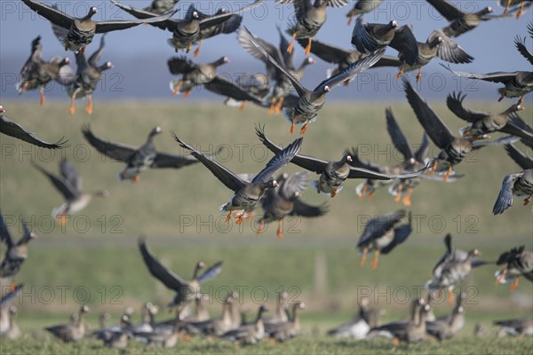 Greater white-fronted goose (Anser albifrons), flock of geese taking off, Bislicher Insel, Xanten, Lower Rhine, North Rhine-Westphalia, Germany, Europe