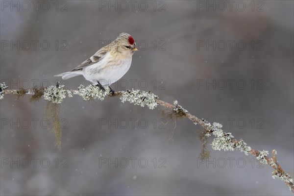 Northern arctic redpoll (Acanthis hornemanni), in the snow, Kaamanen, Finland, Europe