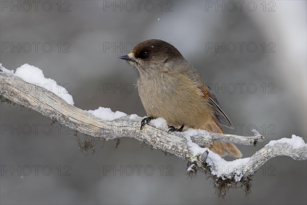 Siberian jay (Perisoreus infaustus), in the snow, Kaamanen, Finland, Europe