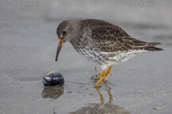 Purple Sandpiper (Calidris maritima), looking at Bivalve, Varangerfjord, Northern Norway