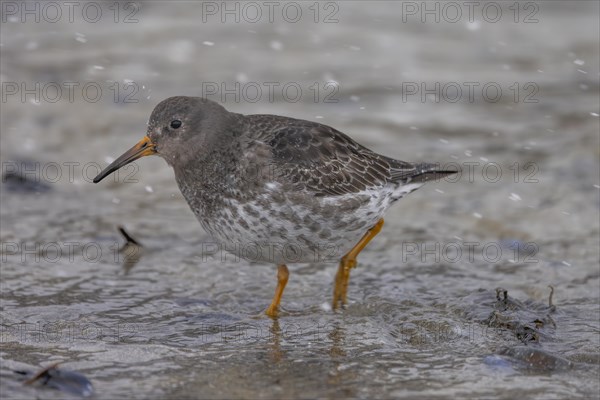 Purple Sandpiper (Calidris maritima), running across the beach, during snowfall, Varangerfjord, northern Norway