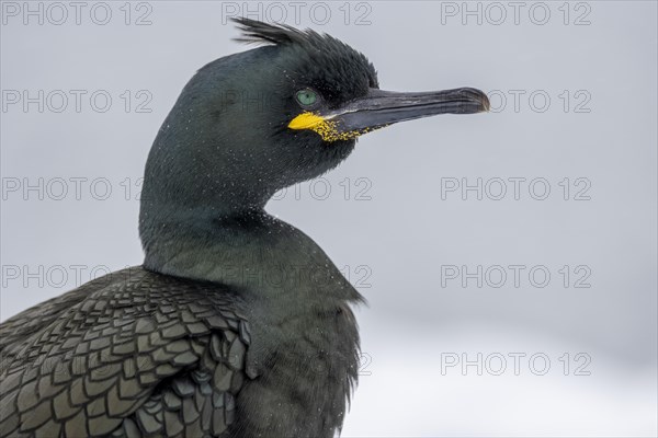 Common shag (Phalacrocorax aristotelis), portrait, feather crest, winter, in the snow, Hornoya, Hornoya, Varangerfjord, Finmark, Northern Norway