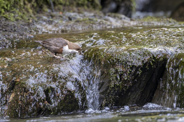 White-throated Dipper (Cinclus cinclus), at a torrent with larvae in its beak, Rhineland-Palatinate, Germany, Europe