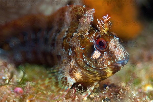 Extreme close-up of head of Striped Combtooth blenny (Parablennius gattorugine, Mediterranean Sea