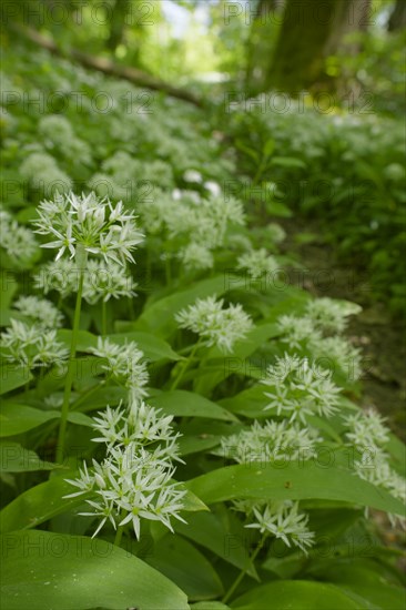 Ramson (Allium ursinum), wild vegetables, Swabian-Franconian Forest nature park Park, spring, May, Schwaebisch Hall, Kocher Valley, Kocher, Hohenlohe, Heilbronn-Franconia, Baden-Wuerttemberg, Germany, Europe