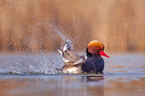 Red-crested pochard (Netta rufina) male, bathing, preening its plumage, swimming, splendid plumage, Middle Elbe Biosphere Reserve, Saxony-Anhalt, Germany, Europe