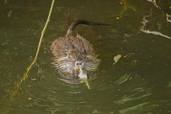 Nutria (Myocastor coypus) young animal eating leaf, Wilhelmsburg, Hamburg, Germany, Europe