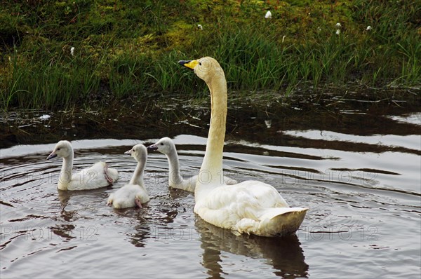 Whooper swan with young animals swimming in the water, Iceland, Europe