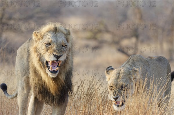 African lions (Panthera leo melanochaita), two adults, male and one-eyed female, walking in the tall dry grass while roaring, morning light, Kruger National Park, South Africa, Africa
