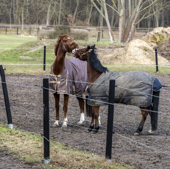 Horses in a paddock in Berlin Frohnau, Berlin, Germany, Europe