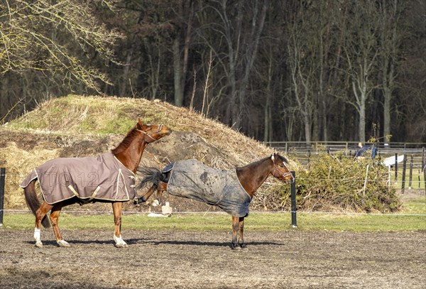 Horses in a paddock in Berlin Frohnau, Berlin, Germany, Europe