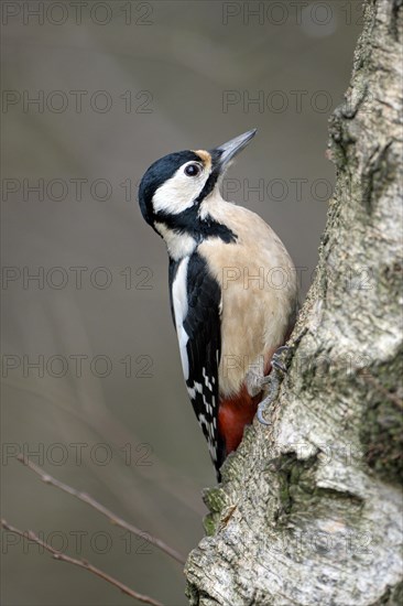 Great spotted woodpecker (Dendrocopos major), adult female, Dingdener Heide nature reserve, North Rhine-Westphalia, Germany, Europe