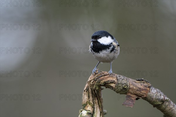 Coal tit (Parus ater), adult bird, Dingdener Heide nature reserve, North Rhine-Westphalia, Germany, Europe