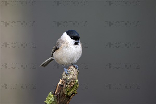 Marsh tit (Poecile palustris), adult bird, Dingdener Heide nature reserve, North Rhine-Westphalia, Germany, Europe