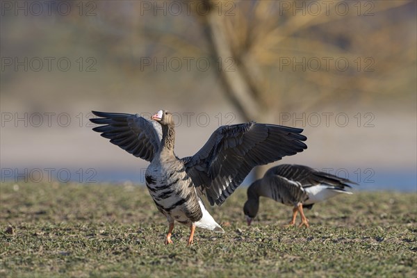 Greater white-fronted goose (Anser albifrons), two adult birds, one fledgling, Bislicher Insel, Xanten, Lower Rhine, North Rhine-Westphalia, Germany, Europe