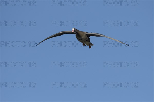 Greater white-fronted goose (Anser albifrons), adult bird approaching, in front of a blue sky, Bislicher Insel, Xanten, Lower Rhine, North Rhine-Westphalia, Germany, Europe