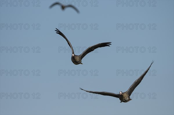 Greater white-fronted goose (Anser albifrons), flying group of geese, in front of a blue sky, Bislicher Insel, Xanten, Lower Rhine, North Rhine-Westphalia, Germany, Europe