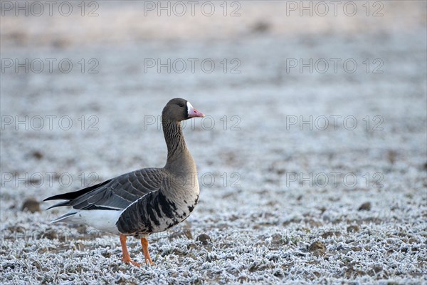 Greater white-fronted goose (Anser albifrons), adult bird, in frost, hoarfrost on the ground, Bislicher Insel, Xanten, Lower Rhine, North Rhine-Westphalia, Germany, Europe