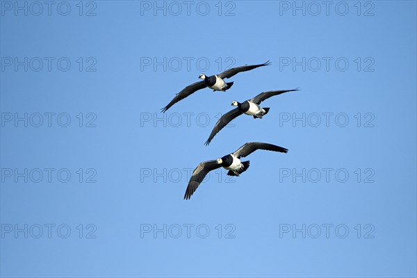 Barnacle goose (Branta leucopsis), group of geese in flight, in front of a blue sky, Bislicher Insel, Xanten, Lower Rhine, North Rhine-Westphalia, Germany, Europe