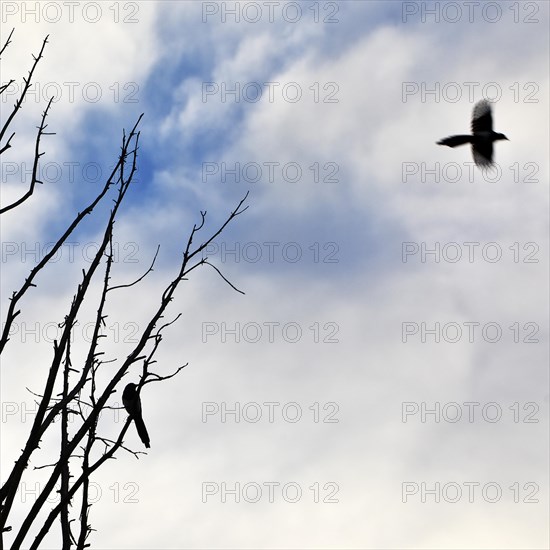 Two European magpies (Pica pica), one sitting in a bare tree and another magpie flying away, Grevenbroich, North Rhine-Westphalia, Germany, Europe