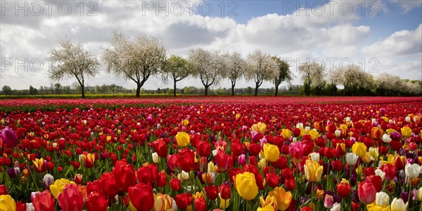 Splendid mixture on the tulip field in front of blossoming fruit trees, Grevenbroich, Lower Rhine, North Rhine-Westphalia, Germany, Europe