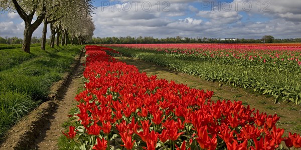 Tulip field and blossoming fruit trees, Grevenbroich, Lower Rhine, North Rhine-Westphalia, Germany, Europe