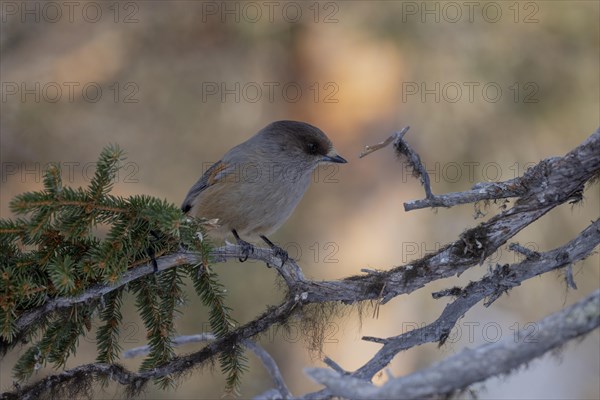 Siberian jay (Perisoreus infaustus), in the snow, Kaamanen, Finland, Europe