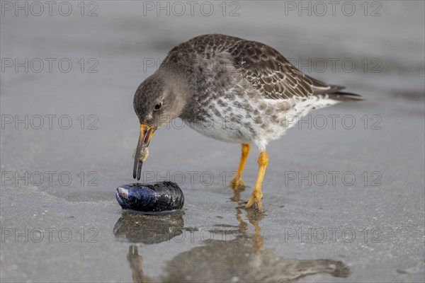 Purple Sandpiper (Calidris maritima), eating the contents of a Bivalve, Varangerfjord, northern Norway