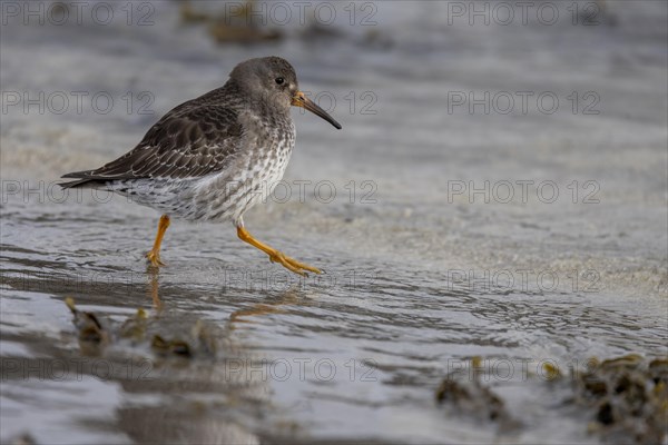 Purple Sandpiper (Calidris maritima), running across the beach, Varangerfjord, northern Norway