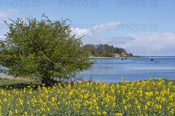 Thatched roof houses, herring fishing, boats, rape field, Rabelsund, Rabel, Schlei, Schleswig-Holstein, Germany, Europe