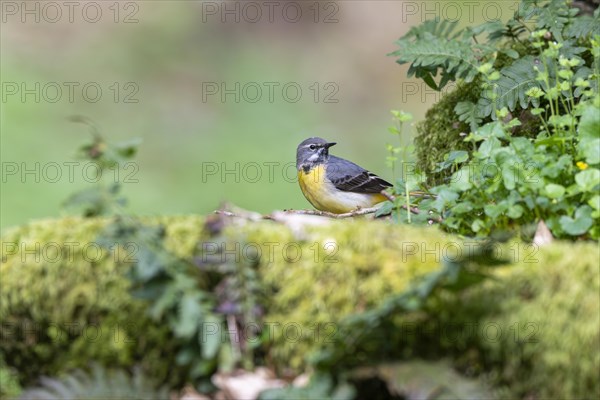 Grey wagtail (Motacilla cinerea), calling, Rhineland-Palatinate, Germany, Europe