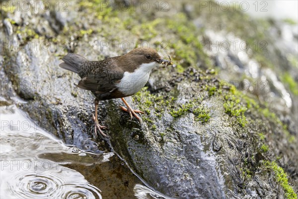 White-throated Dipper (Cinclus cinclus), at a torrent with prey in its beak, Rhineland-Palatinate, Germany, Europe