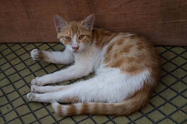 Sleeping street cat on a sofa, Sanliurfa bazaar, Turkey, Asia