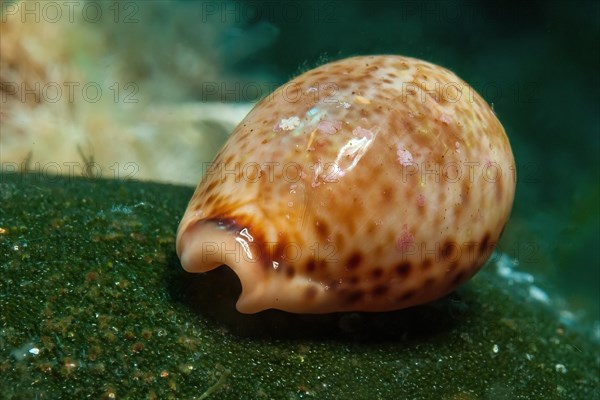 Spotted cowrie (Trivia monacha) Cowry snail crawling over seaweed small algae carpet, Mediterranean Sea, Islas Margalides, Ibiza, Spain, Europe