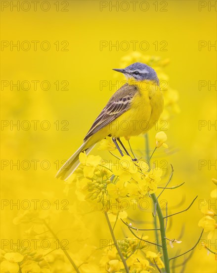 Blue-headed Wagtail (Motacilla flava flava) in flowering Rape, yellow landscape, spring, male, foraging, Middle Elbe Biosphere Reserve, Saxony-Anhalt, Germany, Europe