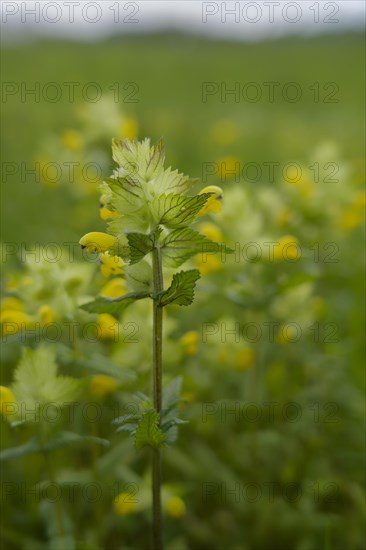 Rattle (Rhinanthus), flower meadow in the Swabian-Franconian Forest nature park Park, spring, May, Schwaebisch Hall, Hohenlohe, Heilbronn-Franconia, Baden-Wuerttemberg, Germany, Europe