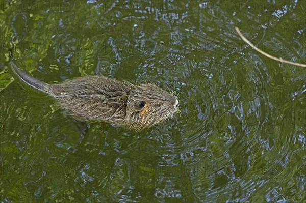 Nutria (Myocastor coypus) young animal swimming, Wilhelmsburg, Hamburg, Germany, Europe