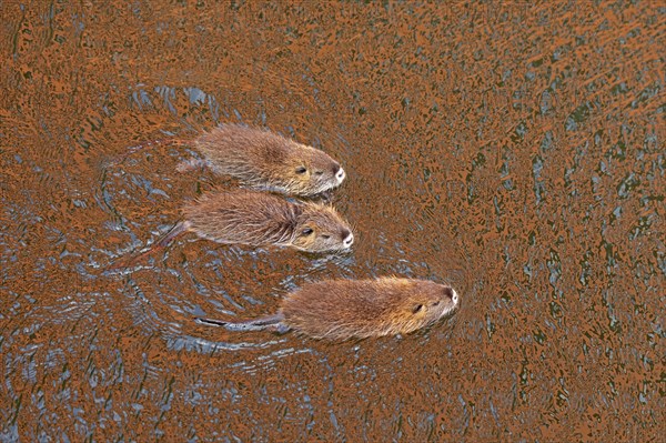 Three Nutria (Myocastor coypus) young animals swimming, Wilhelmsburg, Hamburg, Germany, Europe