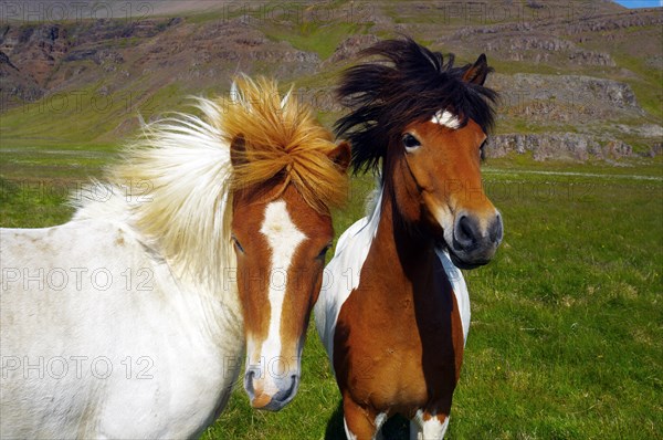 Two Icelandic horses with different coloured manes look into the camera, Snaefelnes, Iceland, Europe